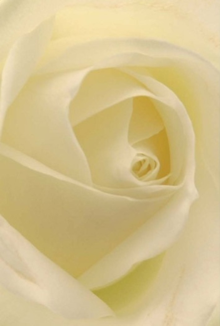 As you gaze closely upon this exquisite white rose, expertly arranged by a Blackheath florist, you become immersed in the nuanced layers of cream and soft ivory. The petals, gently unfurling in a quiet spiral, reflect luminous morning light akin to strolling along the paths of Greenwich Park as the city awakens. There's an elegant balance between softness and structure, with the outermost petals approaching translucence and delicately edged in tender shadow. The bloom feels as if it glows with an inner warmth, the creamy heart suggesting purity and steadfast resilience-qualities that resonate deeply with the spirit of Blackheath. Crafted for life's most sincere moments-perhaps a wedding at All Saints' Church or a heartfelt sympathy gesture to a local friend-this rose exudes sophistication and empathy. Its fragrance is subtle and fresh, a gentle reminder of spring breezes along Montpelier Row. Every detail in the composition reflects the refined hand and artistic vision of a Blackheath florist, ensuring that the flower's natural form is captured faithfully for delivery across the area. The image is a testament not only to floral perfection, but to the genuine care and community pride that define Blackheath Flowers.